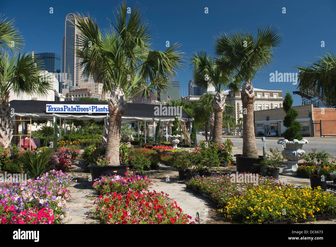 FLOWERS TRAYS FARMERS MARKET DOWNTOWN DALLAS TEXAS USA Stock Photo Alamy