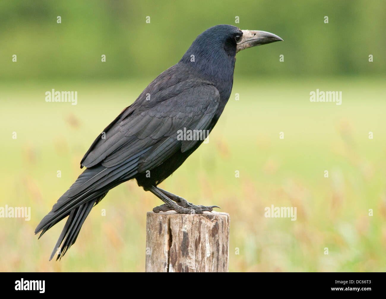 Rook Stock Photo