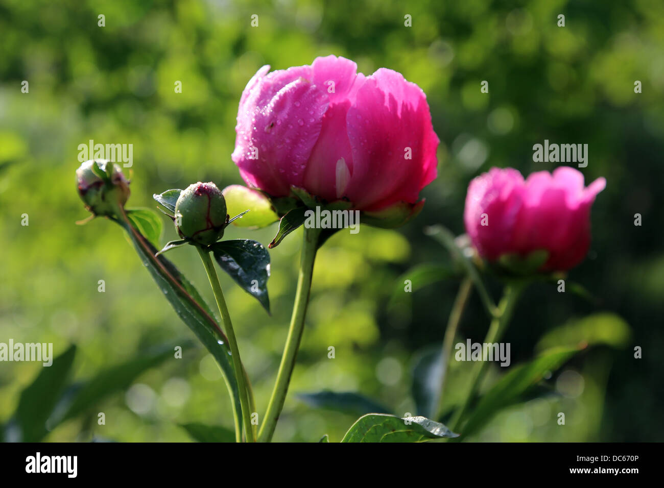 Peony bush in blossom Stock Photo - Alamy