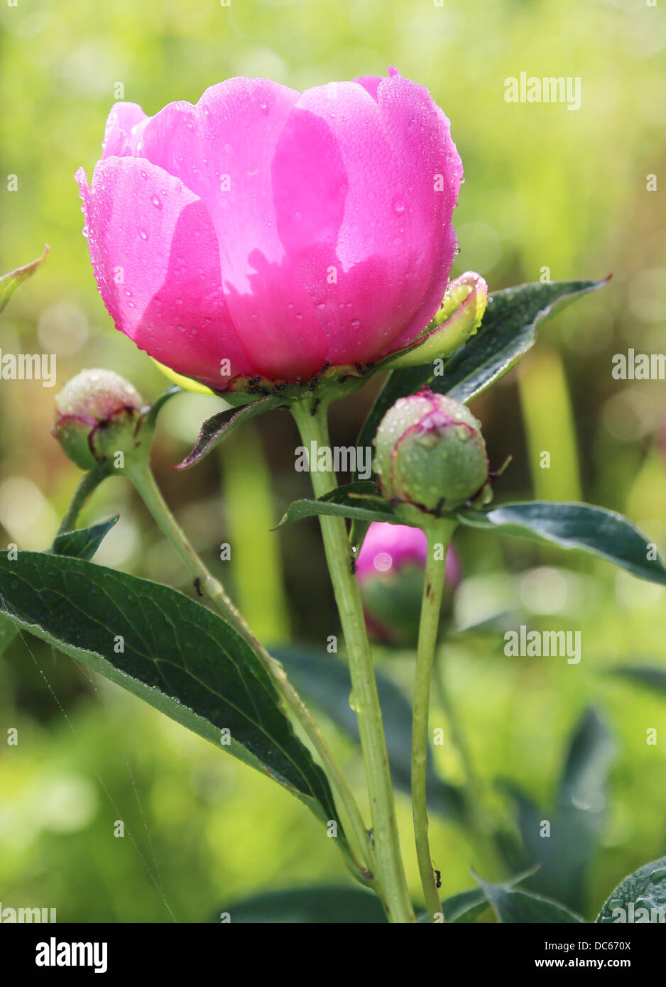 Peony bush in blossom Stock Photo - Alamy