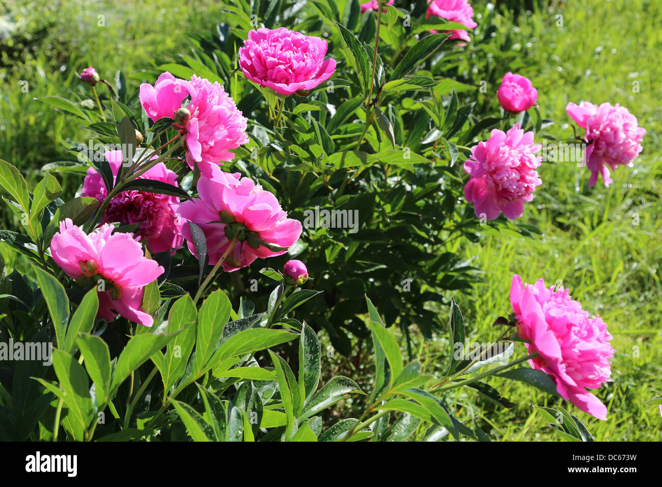 Peony bush in blossom Stock Photo - Alamy