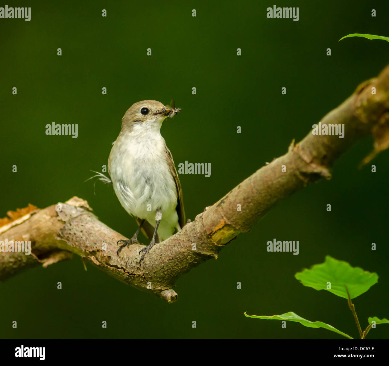 Female Pied Flycatcher with food Stock Photo