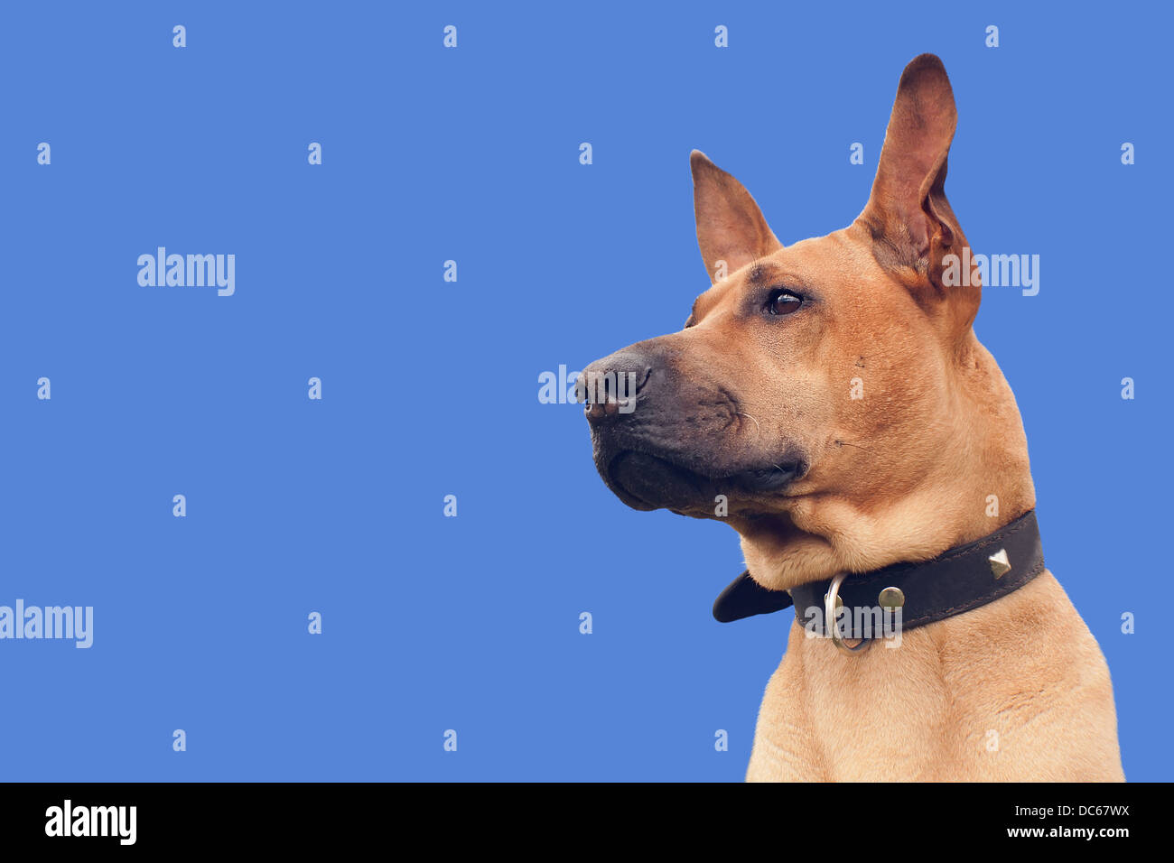 Hair collar hires stock photography and images Alamy