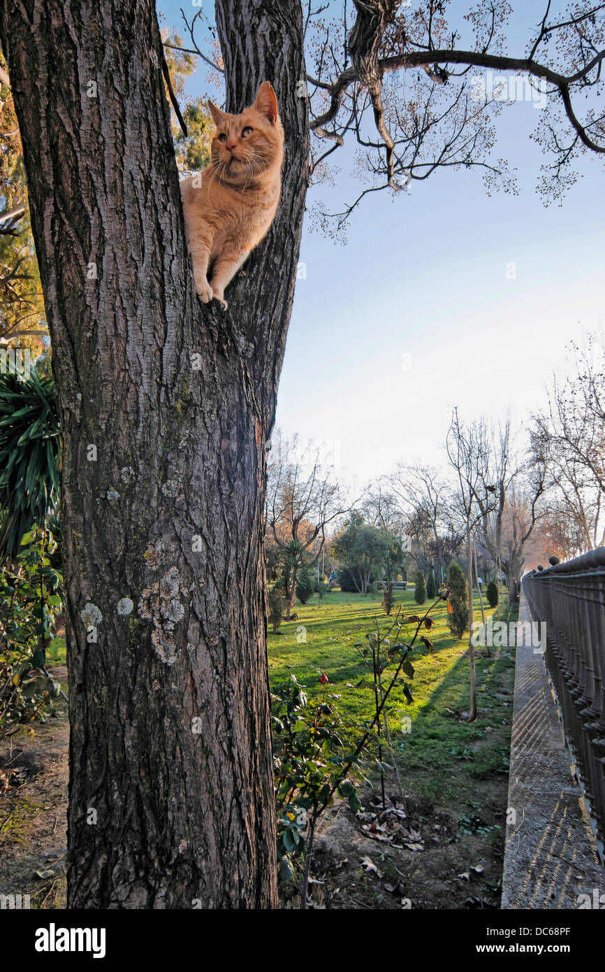 Handsome orange tabby cat up in a tree looking alert Stock Photo