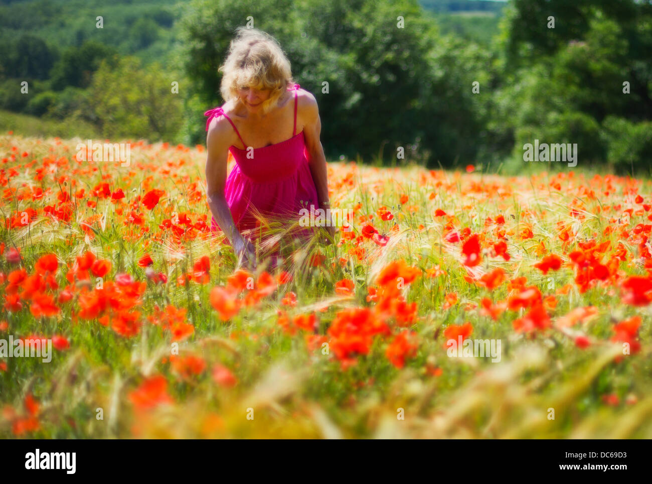 A Lady in a pink dress field of Poppies Stock Photo - Alamy