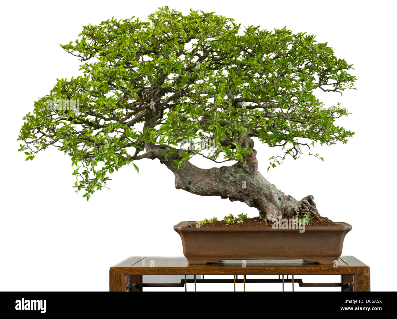 Old chinese elm as bonsai tree is white isolated Stock Photo