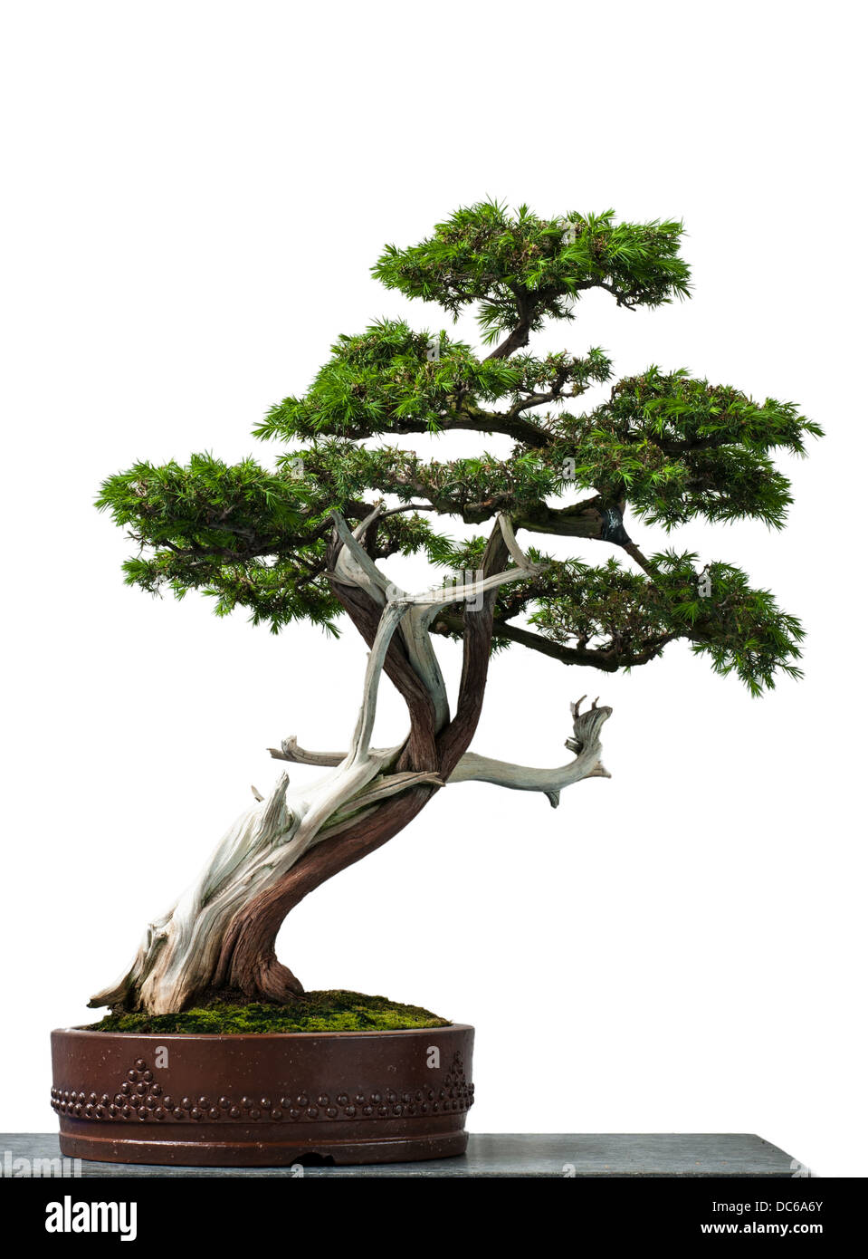 White isolated old temple juniper as bonsai tree Stock Photo