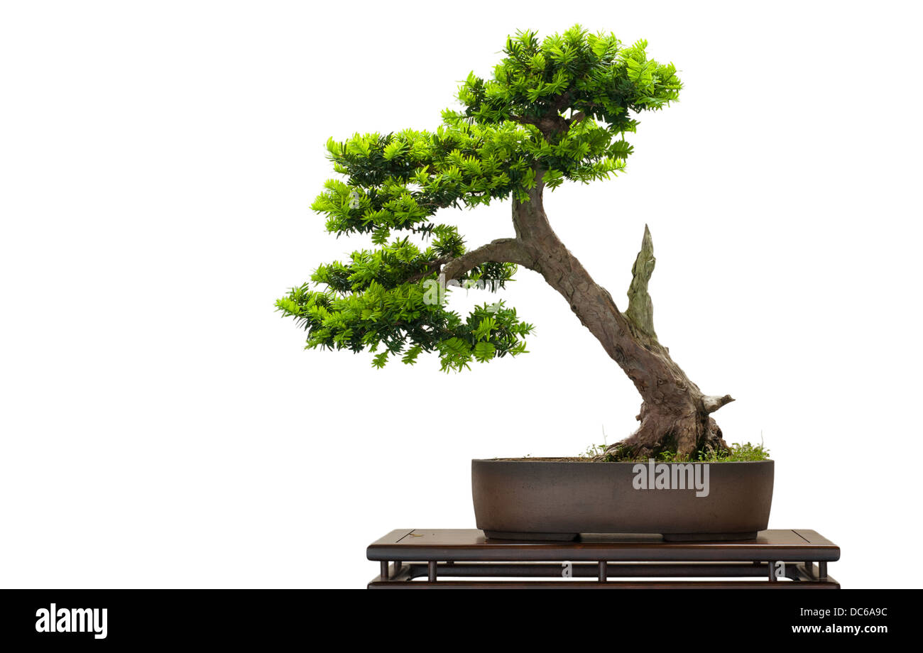 Japanese jey as bonsai tree is white isolated Stock Photo