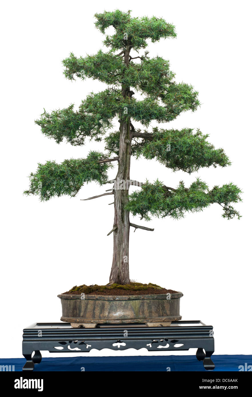 Common juniper (Juniperus communis) as bonsai tree is white isolated Stock  Photo - Alamy