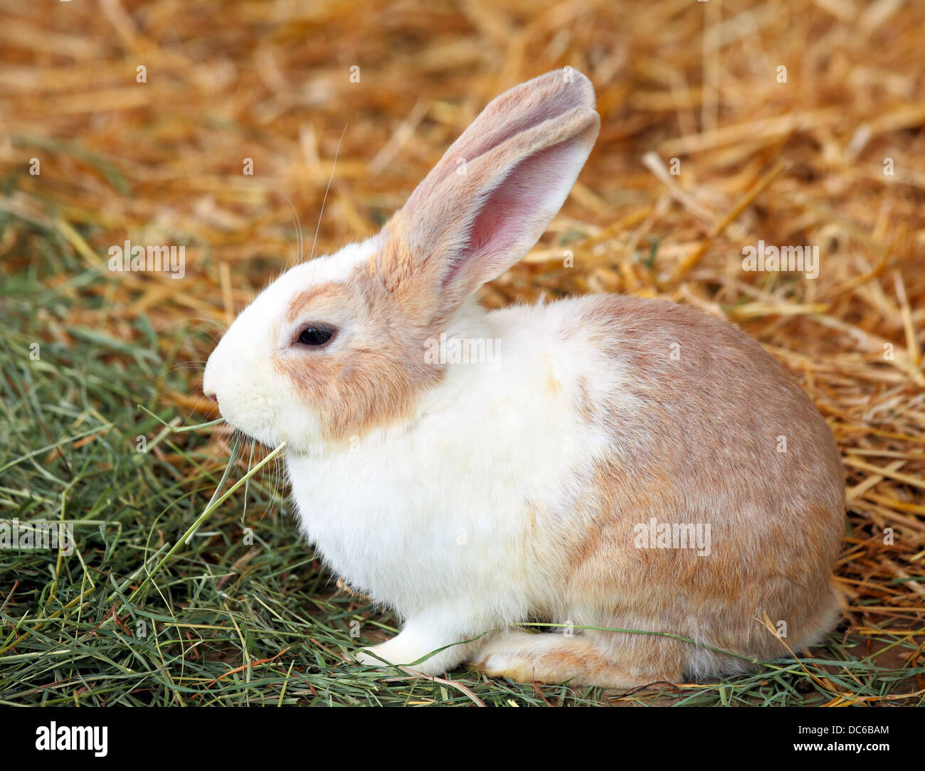 rabbit on grass Stock Photo