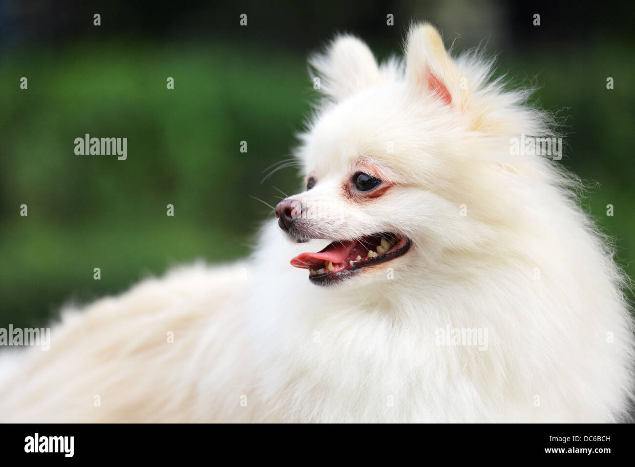 White Pomeranian Dog Stock Photo Alamy white-pomeranian-dog-stock-photo-alamy