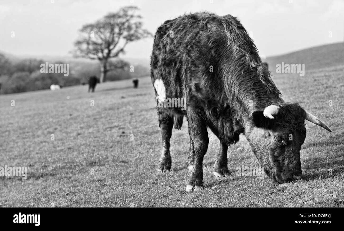 Horned Cattle Stock Photos & Horned Cattle Stock Images Alamy