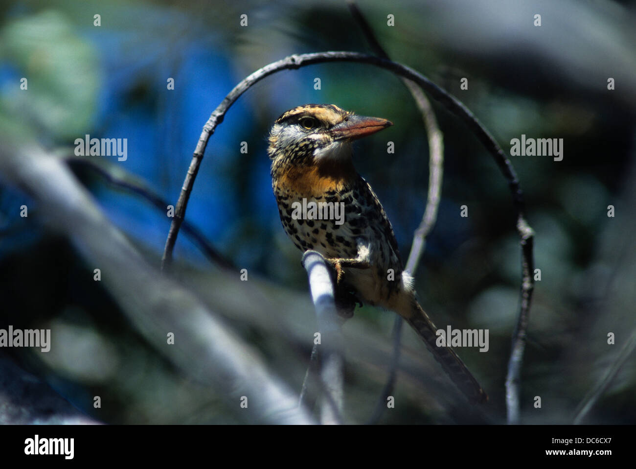 Spot-backed puffbird ( Nystalus maculatus ). In Portuguese known as Rapazinho-dos-velhos, Bananal island, Brazil. Stock Photo