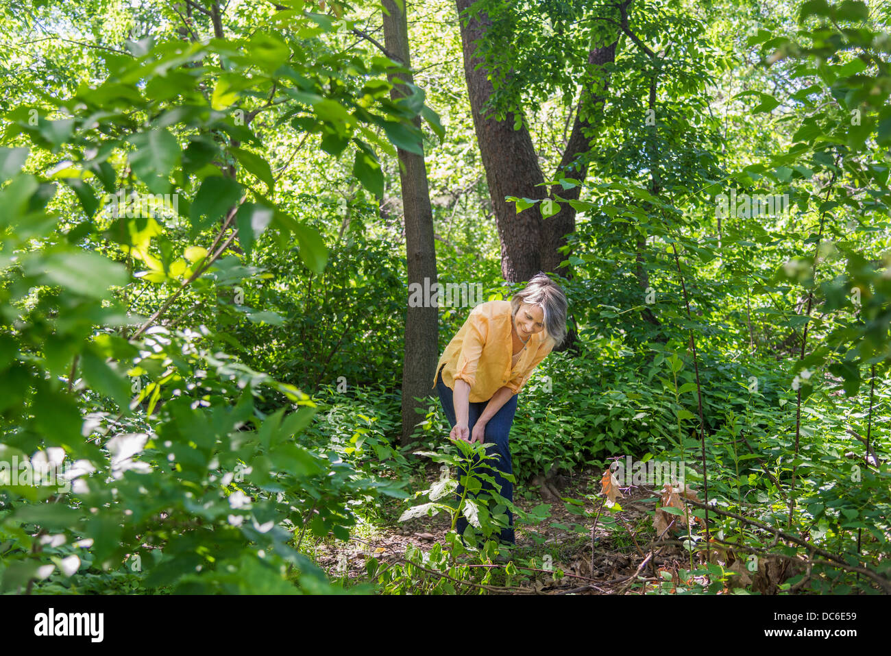 USA, New York State, New York City, Central Park, Senior woman hiking in forest Stock Photo