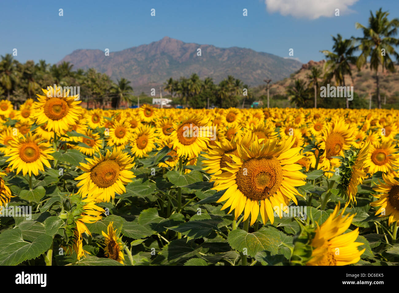 Sunflower field in Kerala. India Stock Photo Alamy