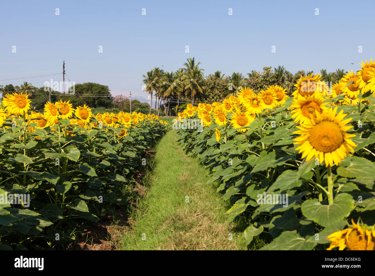 Sunflower field in Kerala. India Stock Photo Alamy