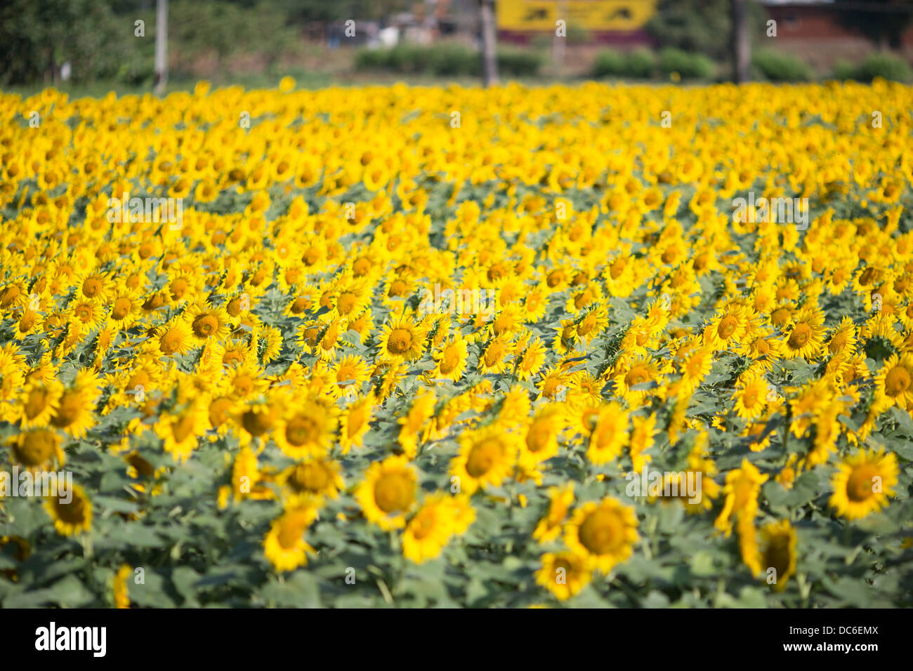 Sunflower field in Kerala. India Stock Photo