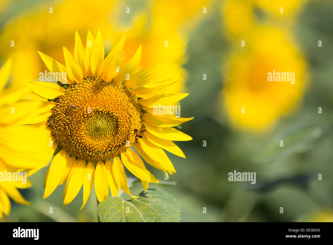 Sunflower field in Kerala. India Stock Photo Alamy