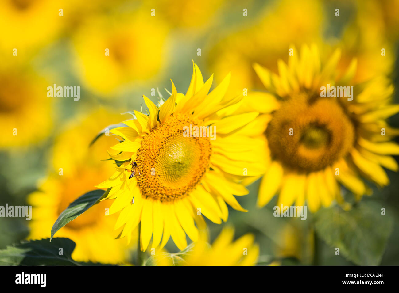Sunflower field in Kerala. India Stock Photo Alamy