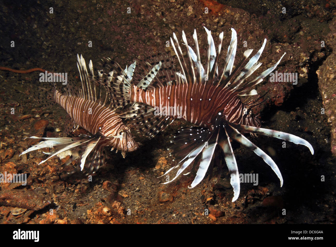 Two invasive Lionfish off of the coast of South Carolina, USA Stock Photo