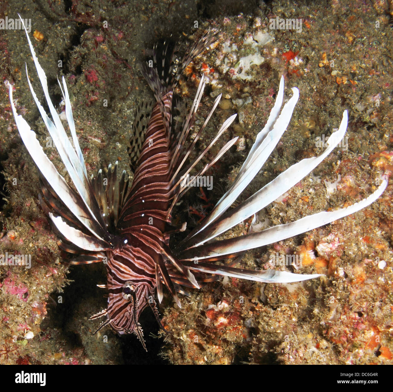 An invasive Lionfish with rays displayed. Stock Photo