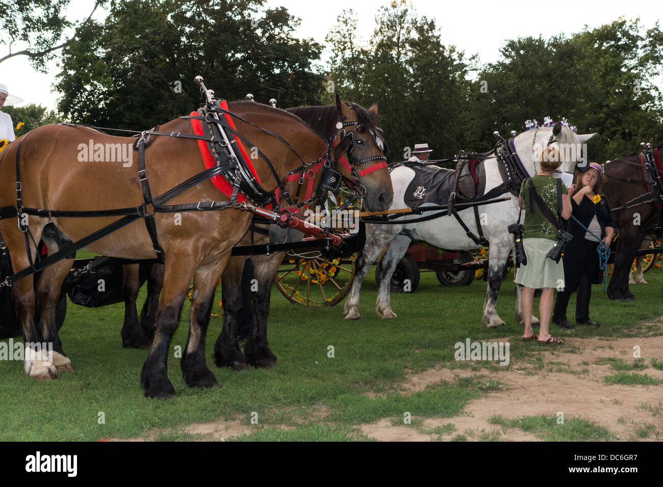 August 2, 2013, Saratoga Springs, NY. Horse drawn wagons in the "Floral