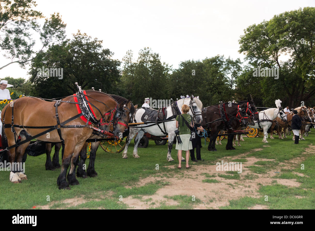 August 2, 2013, Saratoga Springs, NY. Horse drawn wagons in the "Floral
