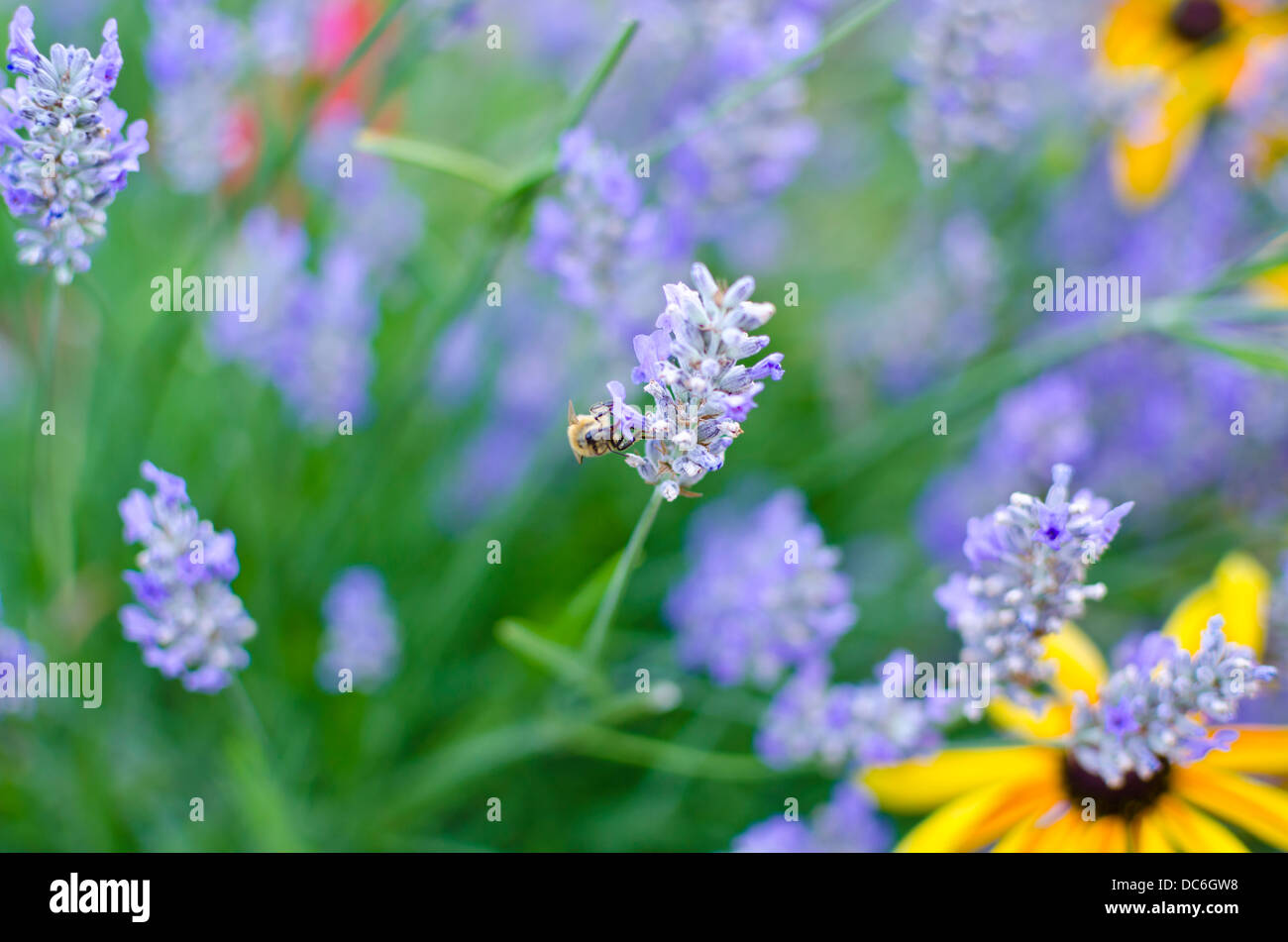 English honey bees hi-res stock photography and images - Alamy