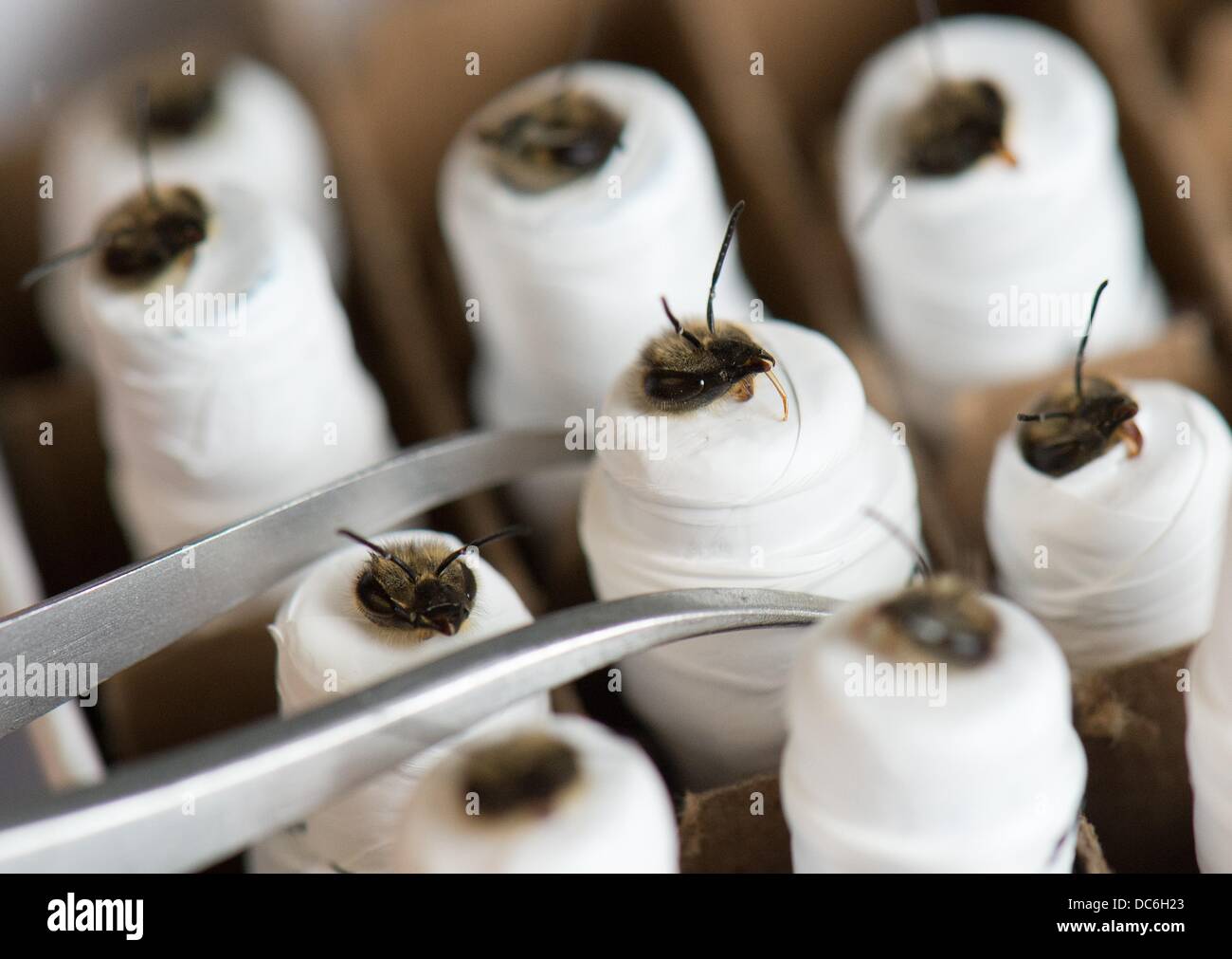 Mummy Insect Wrapped like mummies in plastic bees await their feeding at the ...
