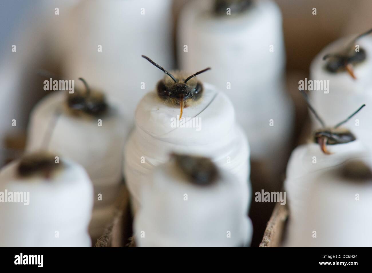 Mummy Insect Wrapped like mummies in plastic bees await their feeding at the ...
