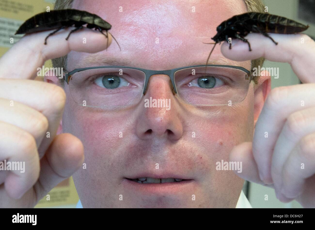 Explosive Cockroach Two large Hissing Cockroaches sit on the fingers of researcher ...