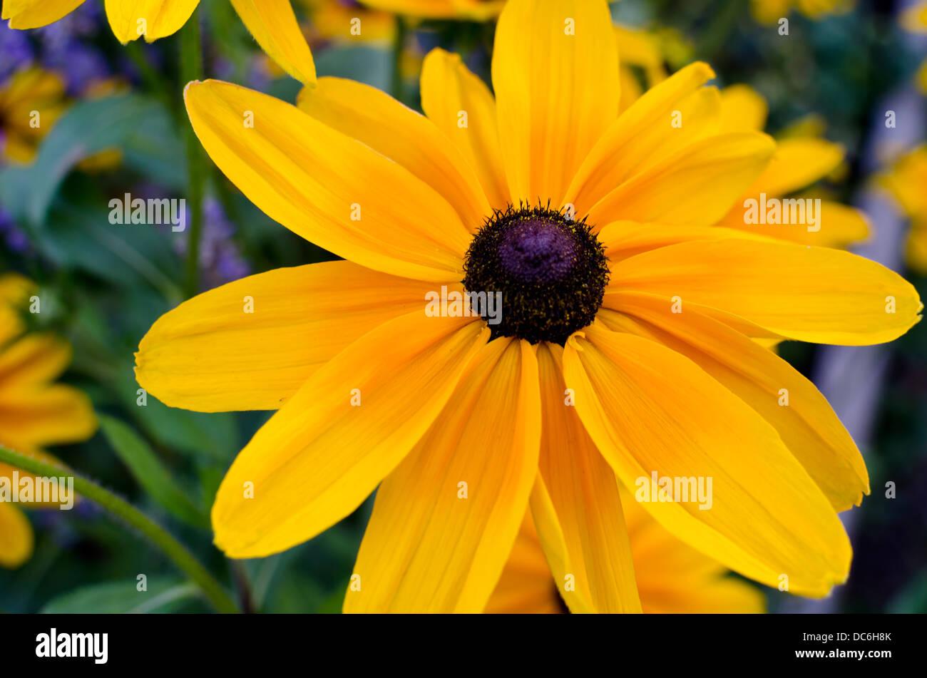 Closeup of a vibrant yellow black-eyed susan flower, rudbeckia hirta.'Indian Summer' Stock Photo