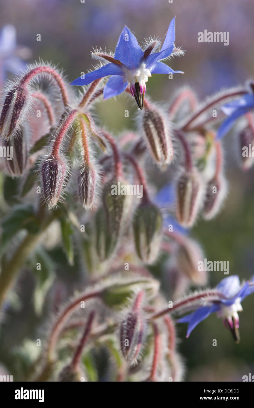 Borage seed hi-res stock photography and images - Alamy