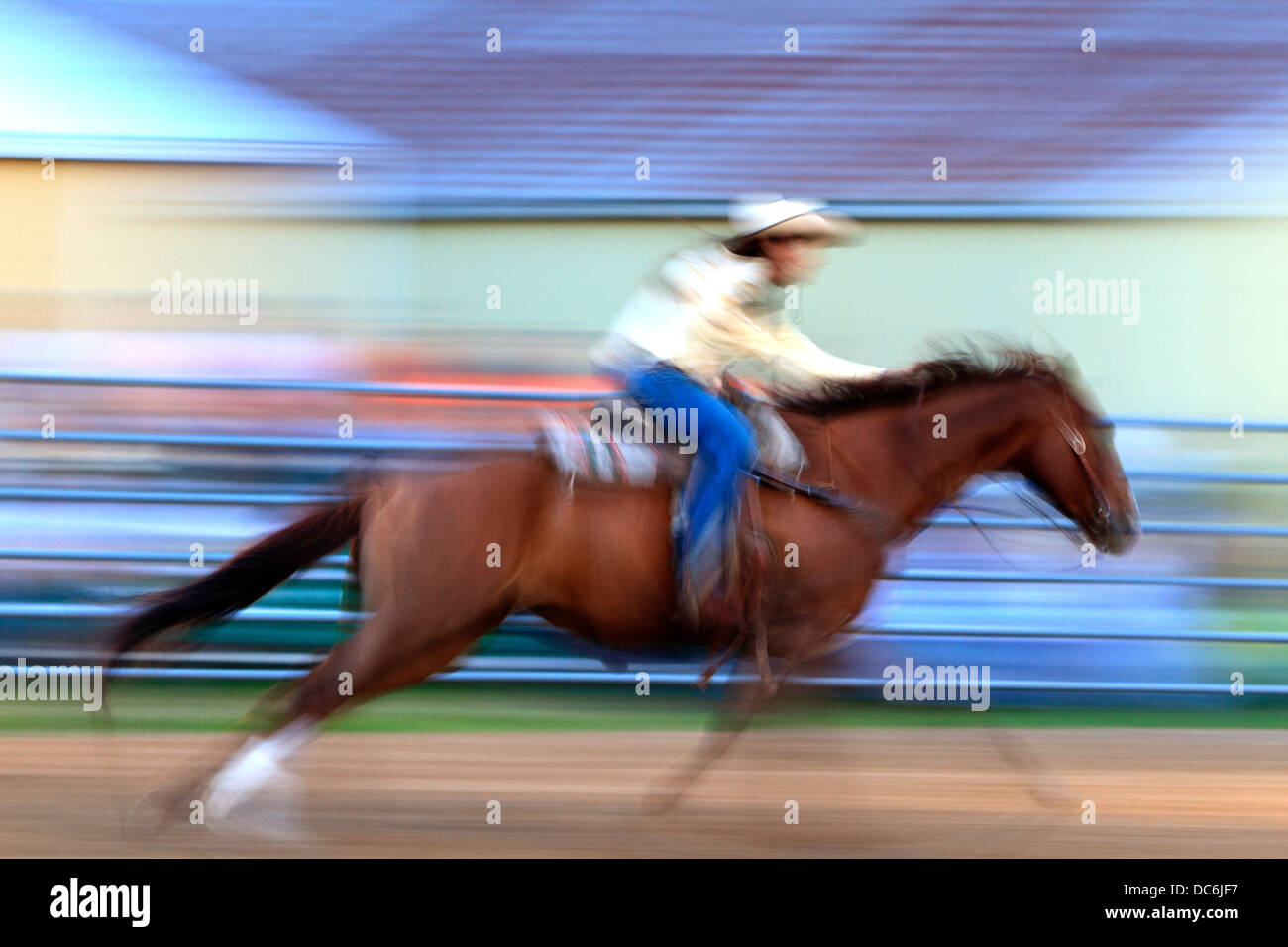 Female rodeo rider on horse barrel racing. Stock Photo