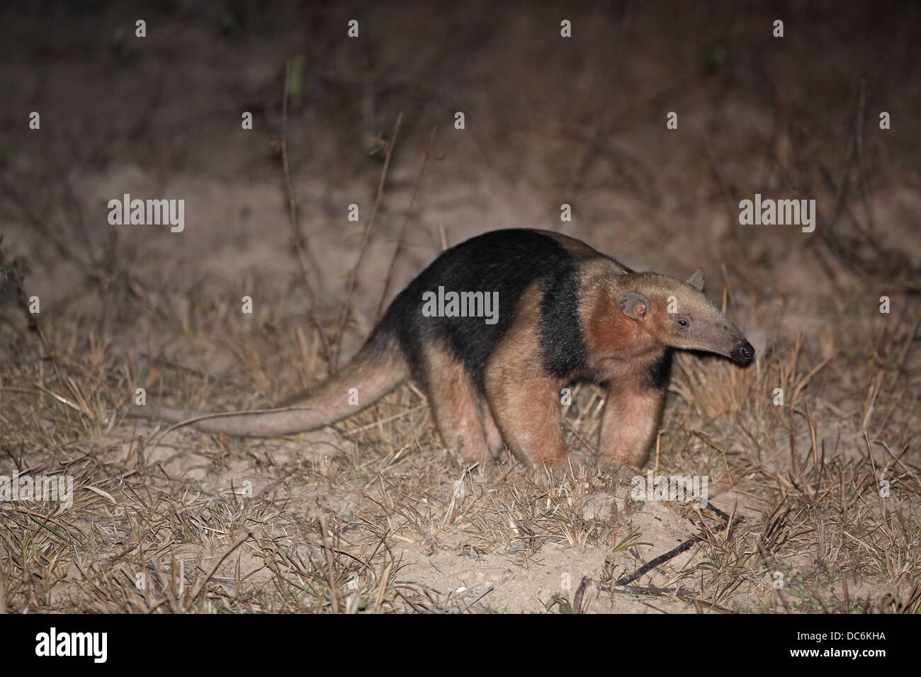 Southern Tamandua, Tamandua tetradactyla a.k.a. lesser Anteater, Collared Anteater, at night Stock Photo