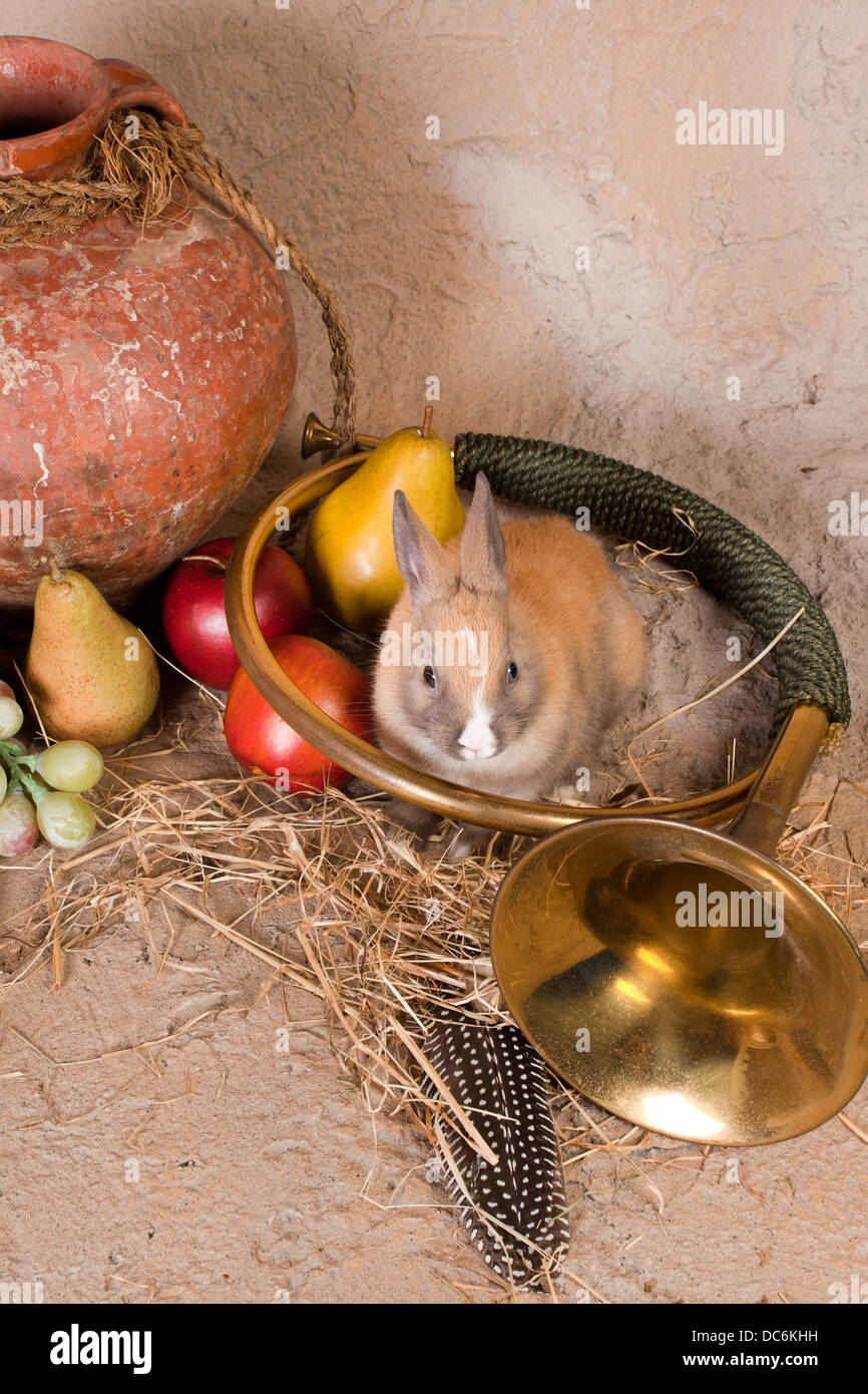 Bugle Rabbit Live rabbit in a hunting still life with antique wine jug, bugle and ...