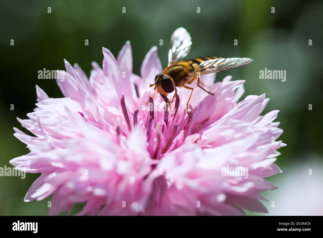 hoverfly gathering nectar from corn flowers Scotland UK Stock Photo