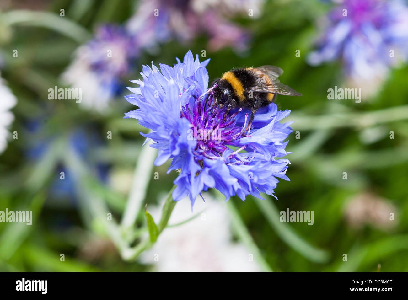 bees gathering nectar from corn flowers Scotland UK Stock Photo