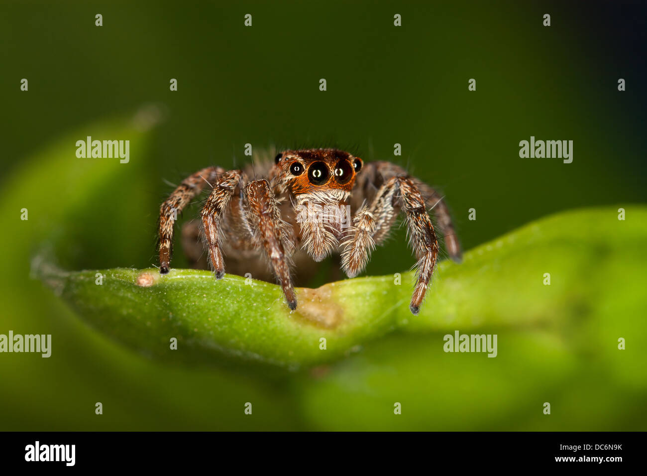 A Jumping Spider on a Green Leaf Stock Photo