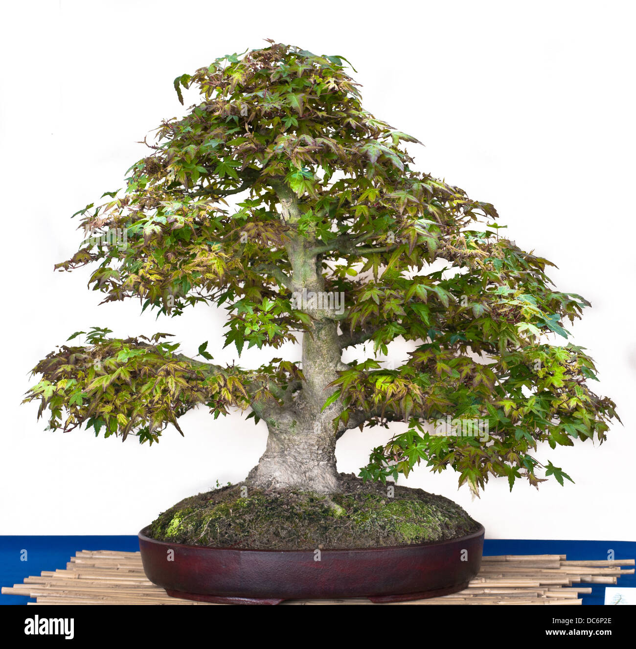 Japanese maple tree as bonsai in a pot Stock Photo