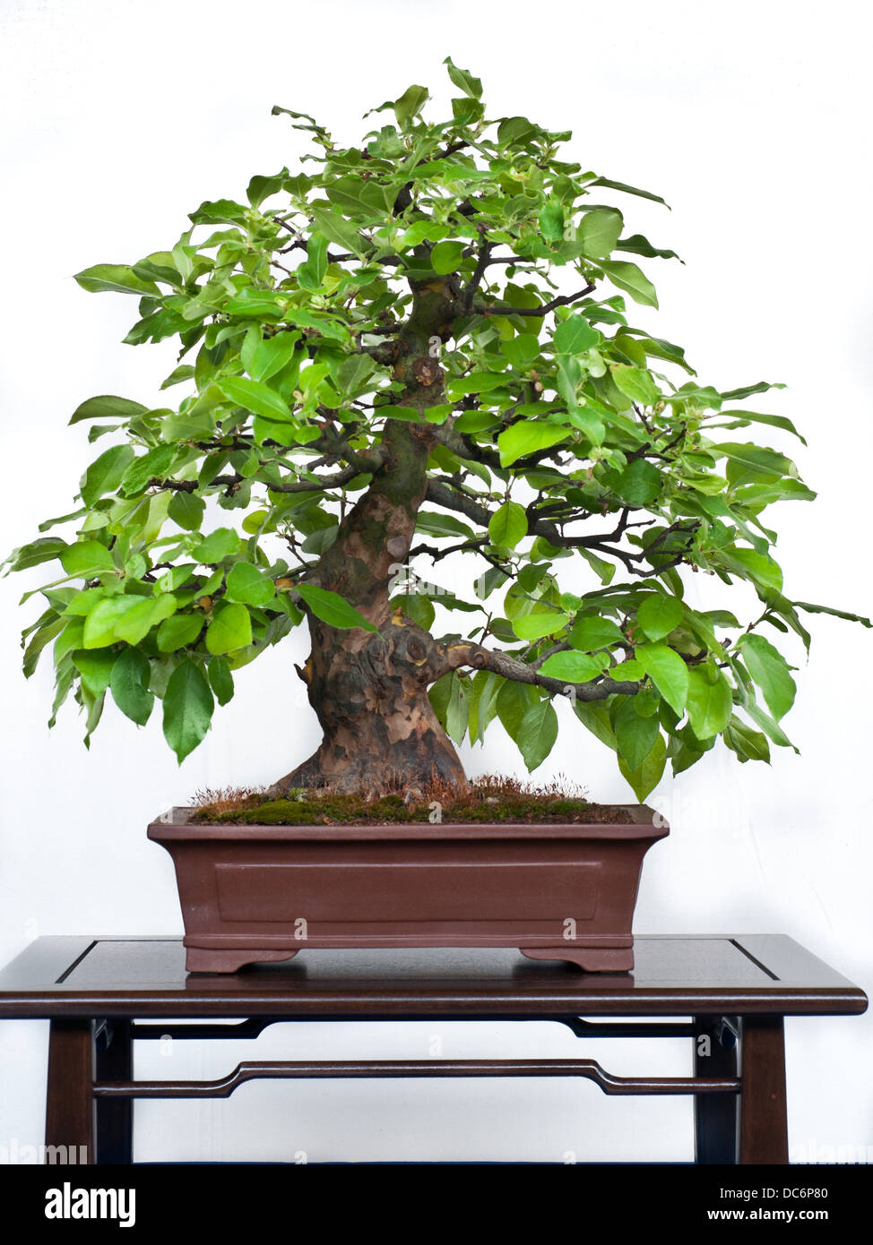 Old bark of a bonsai quince in a pot Stock Photo
