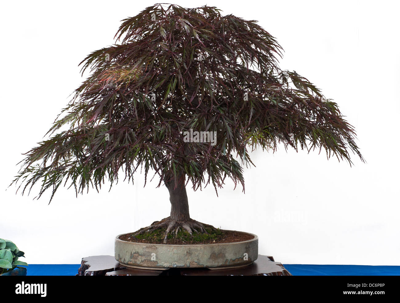 Acer palmatum atropurpureum in a bonsai pot Stock Photo