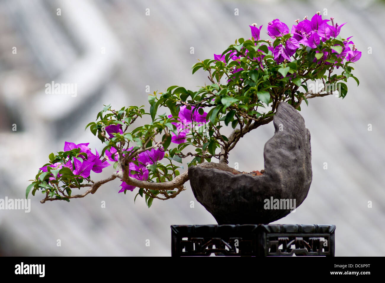 Bougainvillea bonsai hi-res stock photography and images - Alamy
