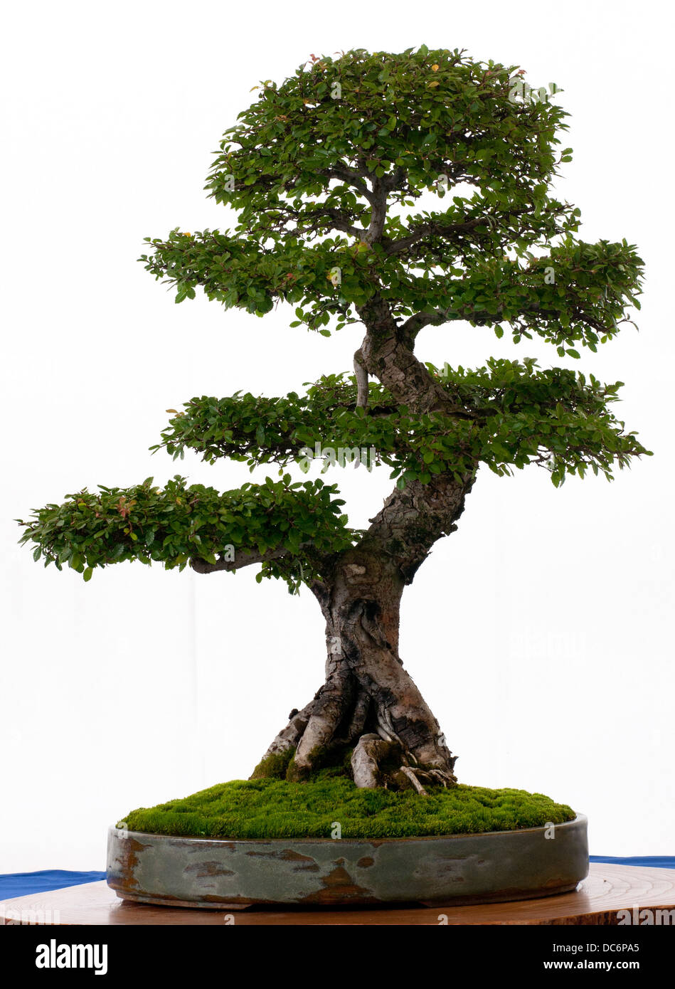 Elm tree (Ulmus parvifolia) as bonsai in a pot Stock Photo