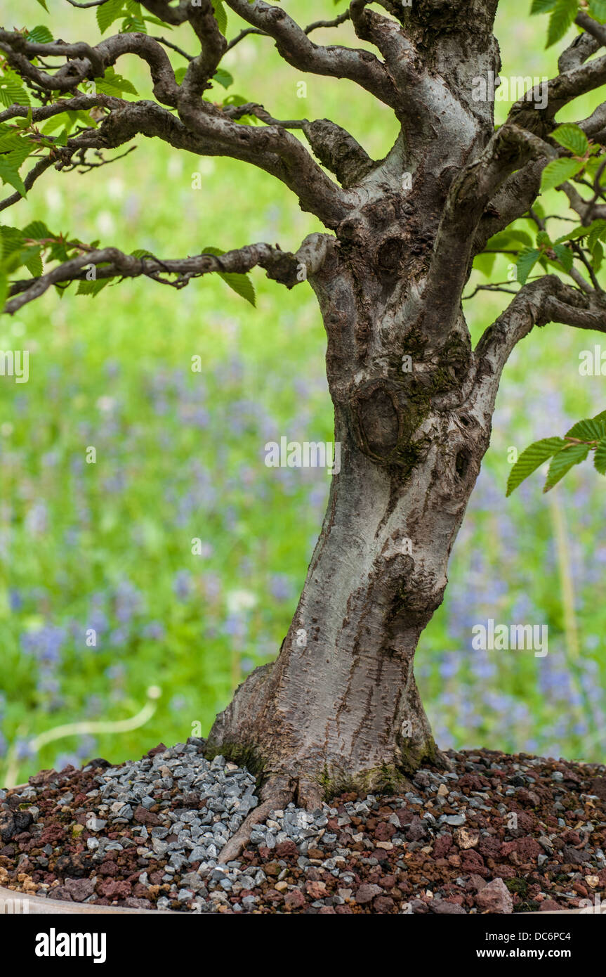 Bonsai hornbeam hi-res stock photography and images - Alamy