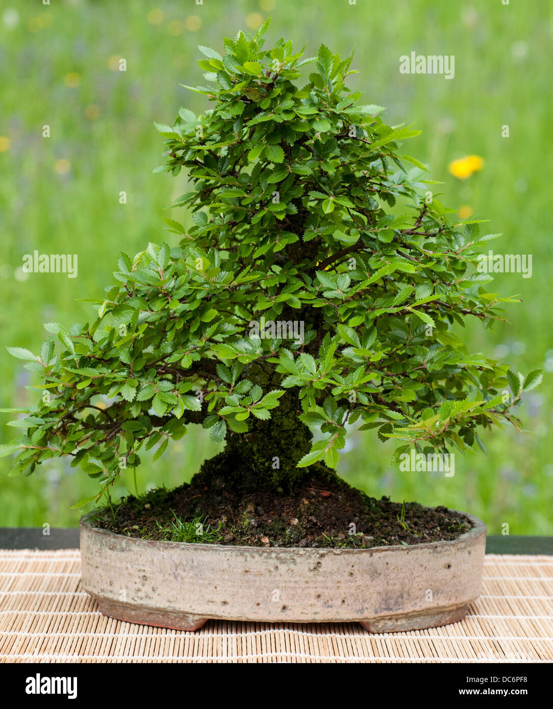 Little chinese elm (Ulmus parvifolia) as bonsai tree Stock Photo