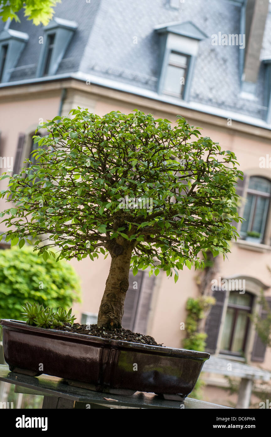 Green elm (Ulmus parvifolia) as bonsai tree Stock Photo