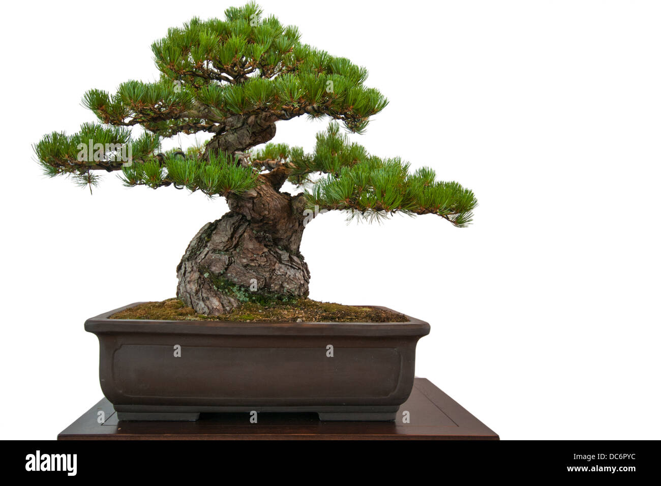 Old white isolated pine (Pinus parviflora) as bonsai tree in a pot Stock Photo