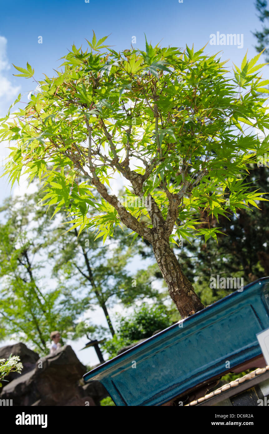 Japanese maple (Acer palmatum) as bonsai tree in a pot Stock Photo