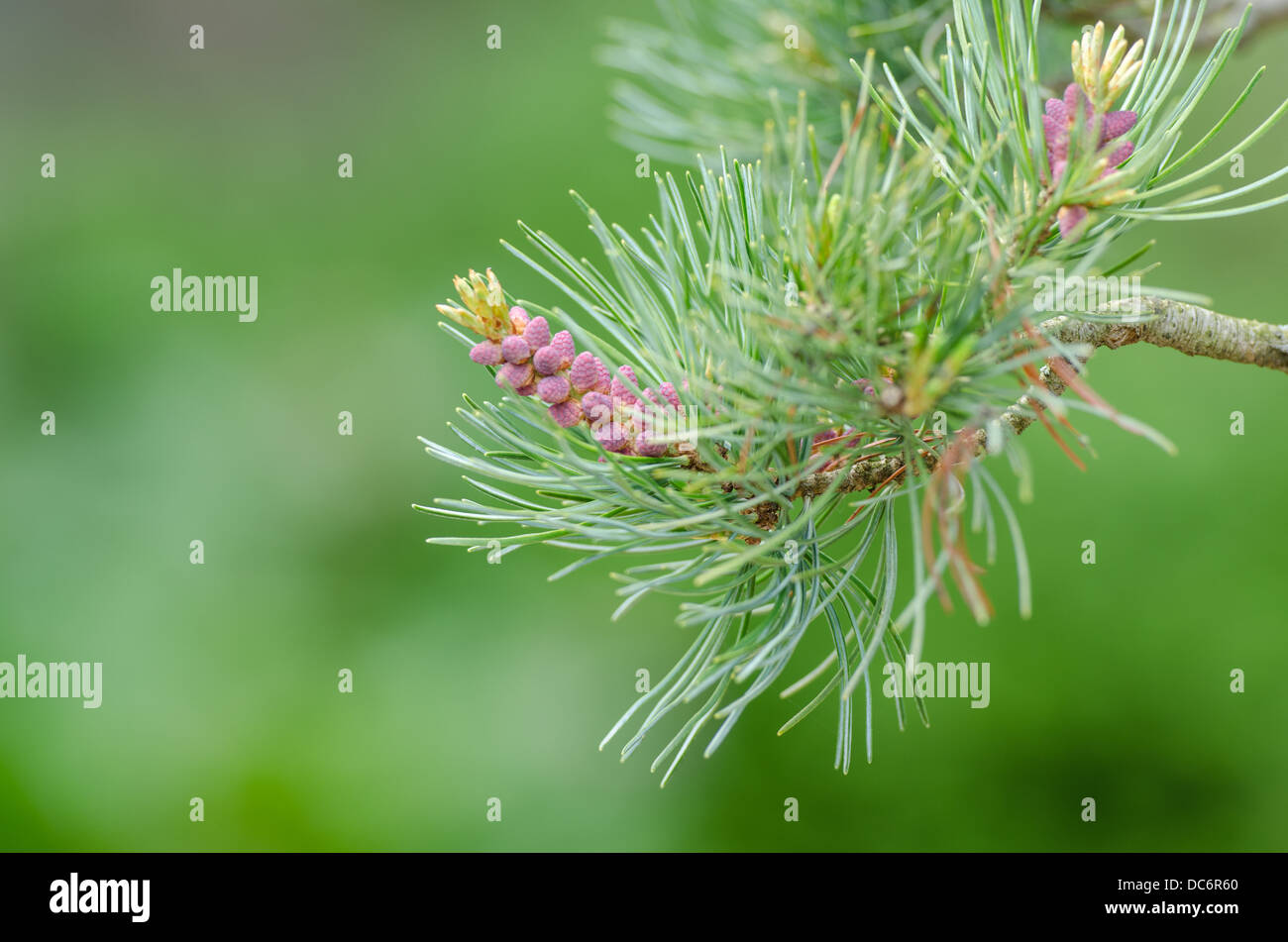 Close up of buds of a Japanese five needle pine (Pinus parvifolia) Stock Photo